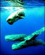 Three sperm whales beneath surface Unep