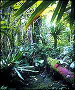 Tropical forest vegetation M Schneider/Unep/Topham