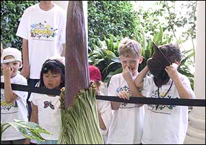 Titan Arum, The Huntington