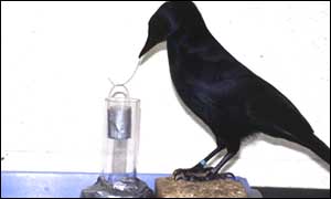 Betty, New Caledonian Crow (c.Science)