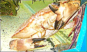 Clarissa, the three-clawed crab