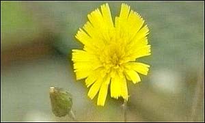 The Snowdonia Hawkweed