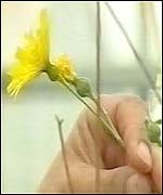 The Snowdonia Hawkweed