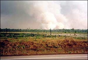 Fires in forest beyond road Hugh Eva