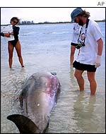 Dead whale beached on Abaco Island in Bahamas, 15 March, 2000 