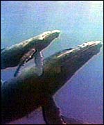 Humpback whales