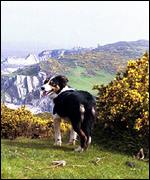 A clip from The Year of the Working Sheepdog