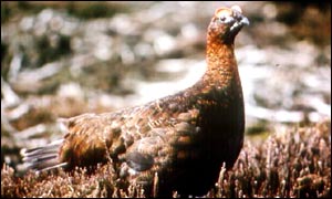 Grouse
