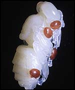 Varroa on larvae, Horticulture Research International Association