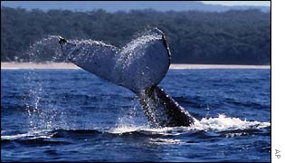 Humpback whale