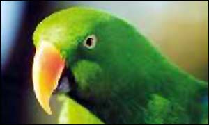Eclectus parrot 