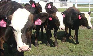 Cloned cows (Hematech, LLC and Kirin Brewing Co)