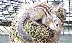Chipmunk from Marwell Zoo