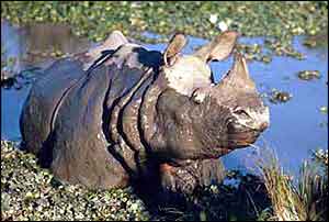Rhino in water � WWF-CANON/J Rey-Millet