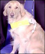 Guide dog