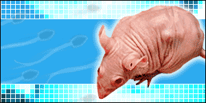 Mouse (picture: Nature)