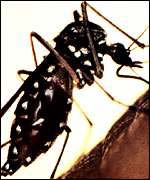 Aedes mosquito 