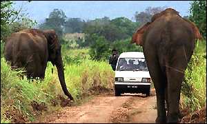 Elephants in Sri Lanka