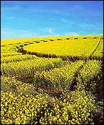 Silbury Hill circle, Circlemakers photo