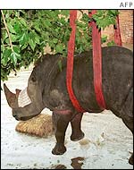 Rhino being lifted to safety by crane