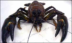 North American signal crayfish