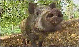 Black boar (generic)