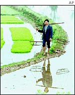 A rice farmer walks along a bank in a rice paddy field 