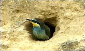 Bee-eater chick at mouth of tunnel