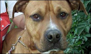 Staffordshire Bull Terrier