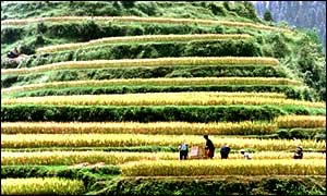 Rice fields
