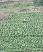 Khat farm in Ethiopia
