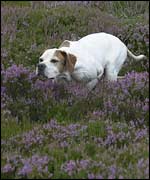 Judy, the English pointer