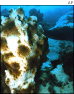 Bleached coral reef