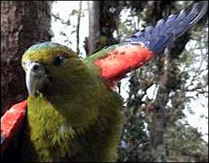 Parrot with wings spread Jorge Velasquez/Fundacion ProAves-Colombia 