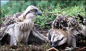 Osprey chicks in their Lake District nest