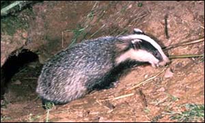 Badger leaving its sett