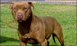 American pit bull terrier