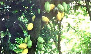 Cocoa pods