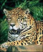 Jaguar (Edward Parker/WWF)