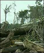 Rainforest destruction
