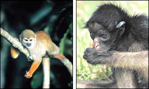 Squirrel monkey and black spider monkey (WWF/Brazil)