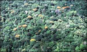 Amazon canopy featuring flowered trees (WWF-Brazil)