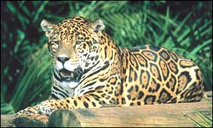 Panthera onca, or spotted jaguar (WWF)