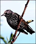 Starling