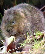 Water vole