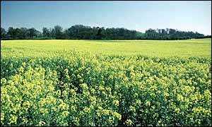 Rapeseed crop