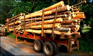 logs on a trailer
