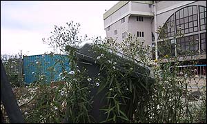 Weeds cover a bin outside Wembley Stadium