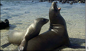 sea lions on Galapagos