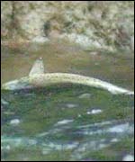 Many of the dead fish are believed to be brown trout